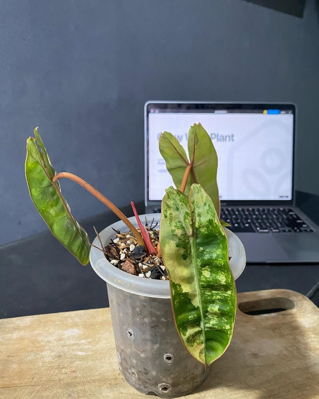 Philodendron Billietiae