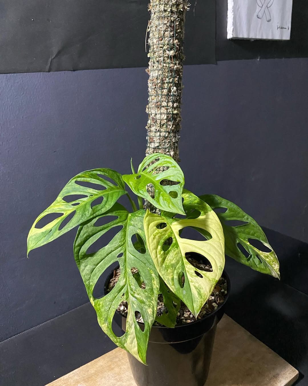 Monstera Adansonii Variegated