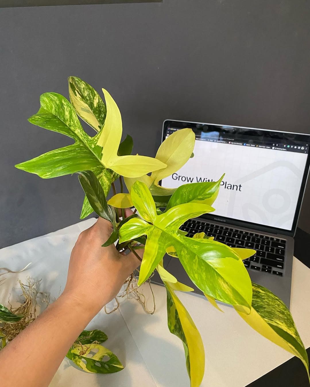 indonesia expor plants