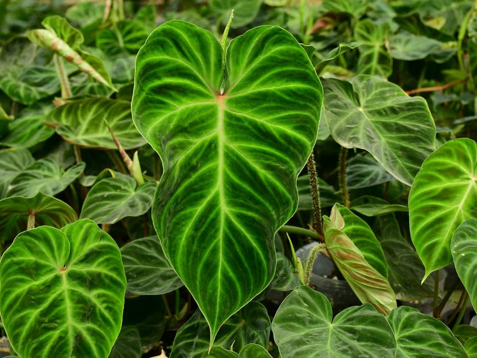 Philodendron