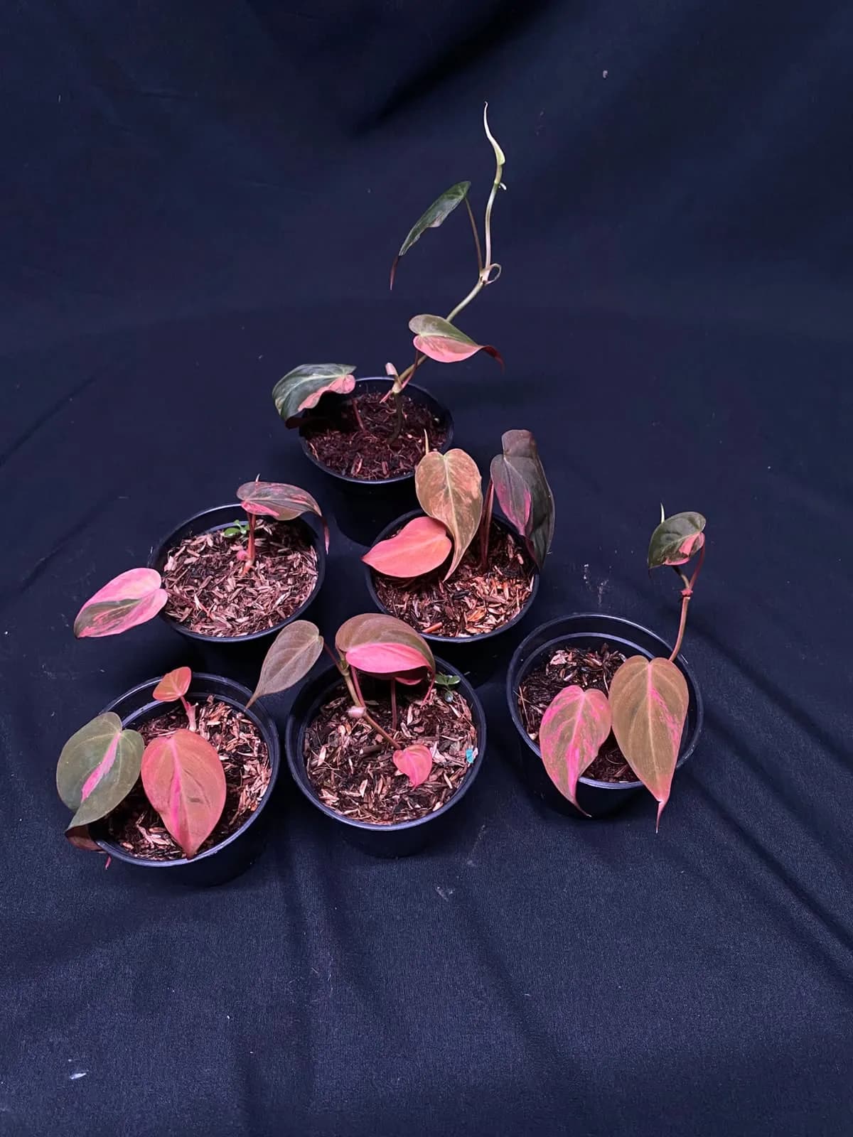 Philodendron Micans Pink Variegated | GrowWithPlant