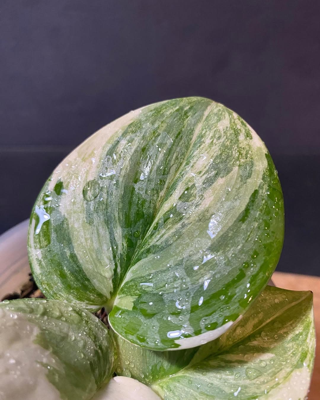 Scindapsus Rubicon thumbnail 2