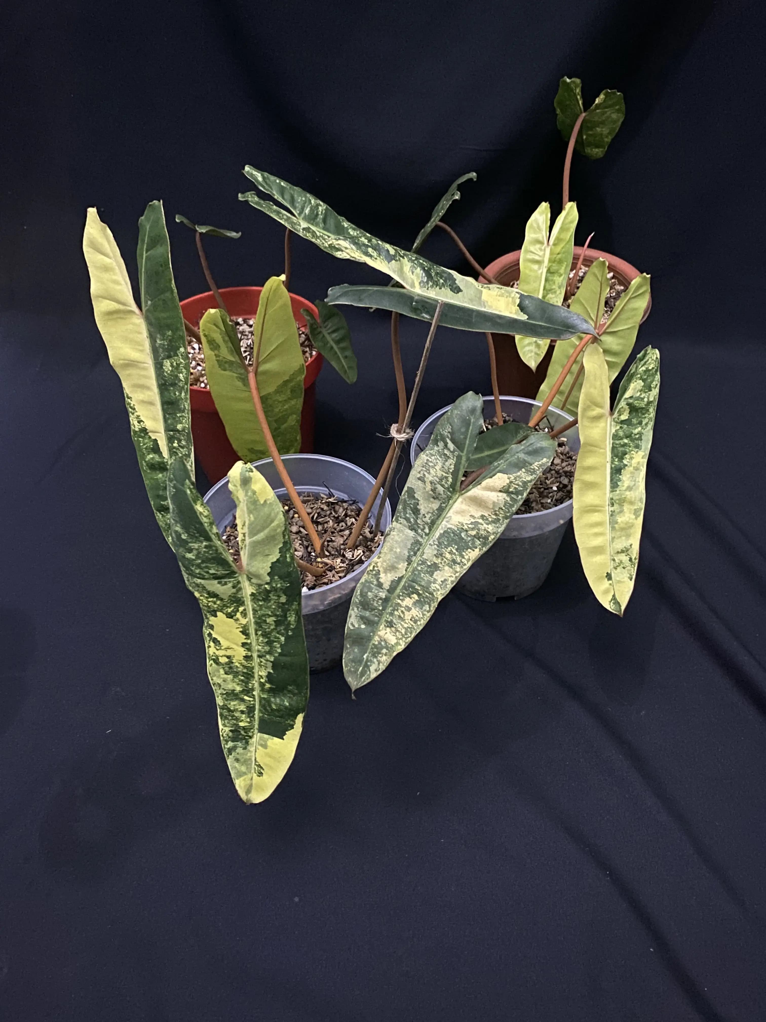 Philodendron Billietiae Variegated