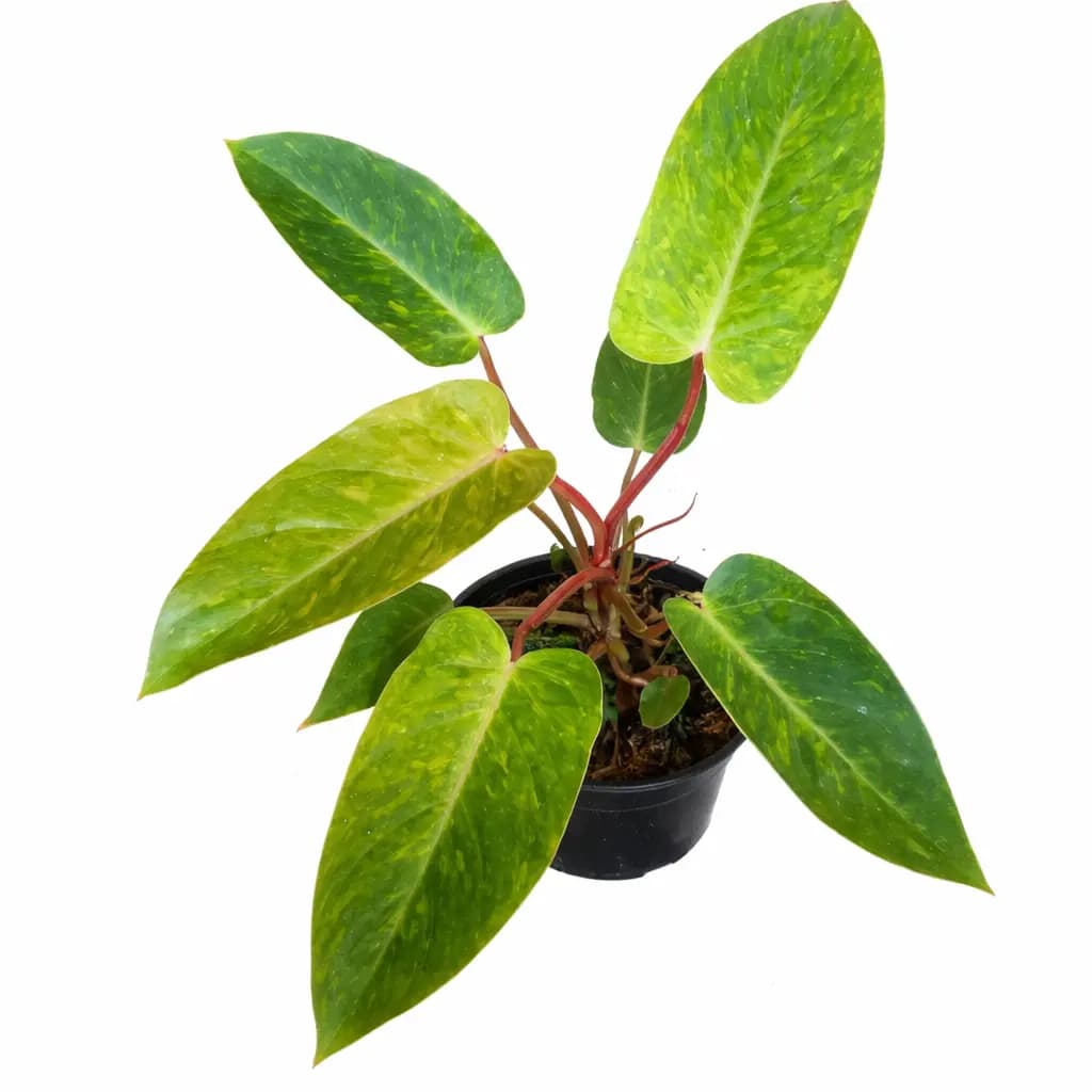 Philodendron Painted Lady