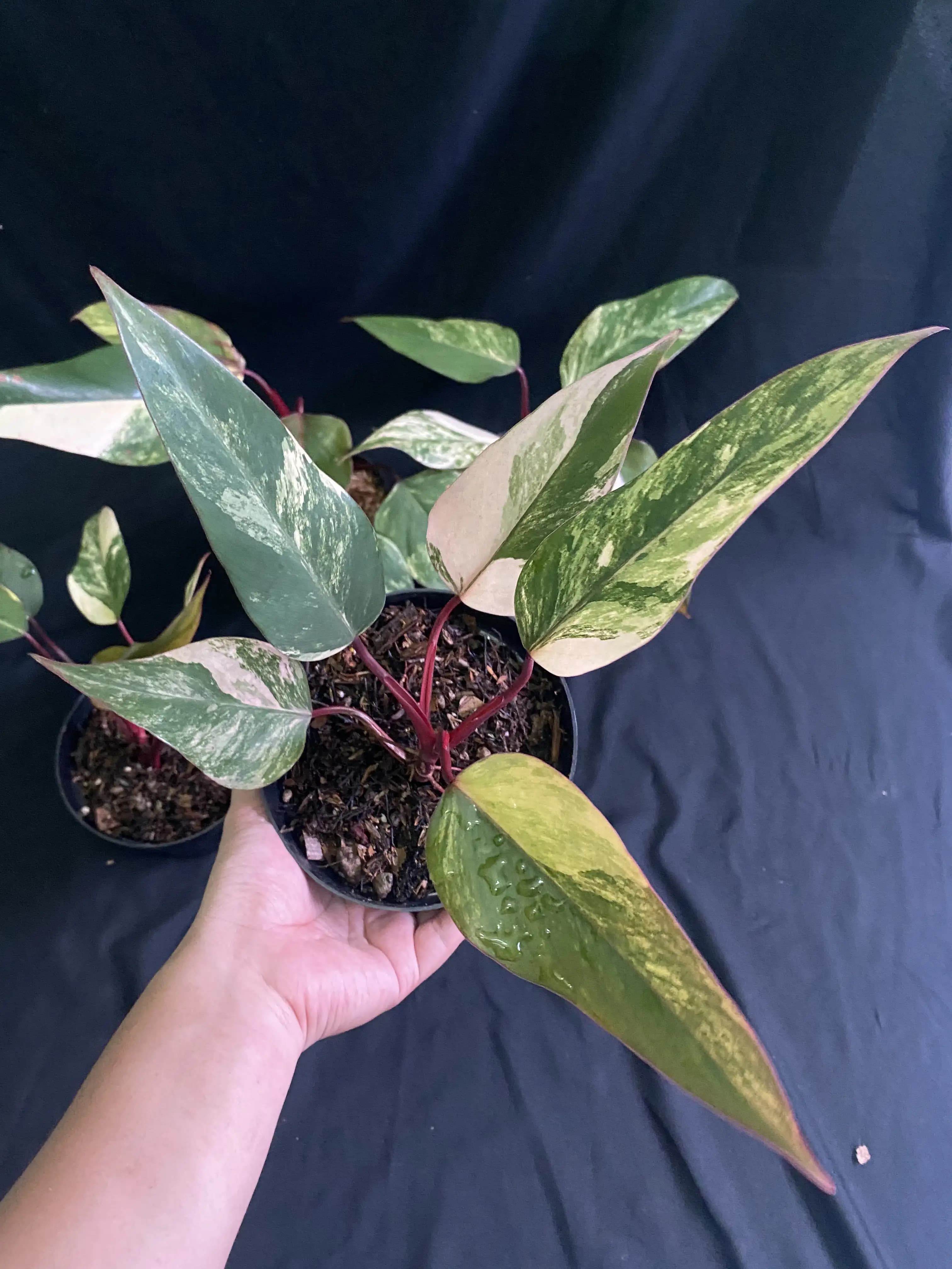 Philodendron Strawberry Shake thumbnail 3