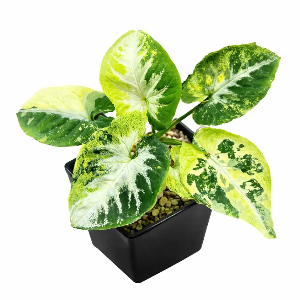 Syngonium Scrambled Eggs Variegated thumbnail 1