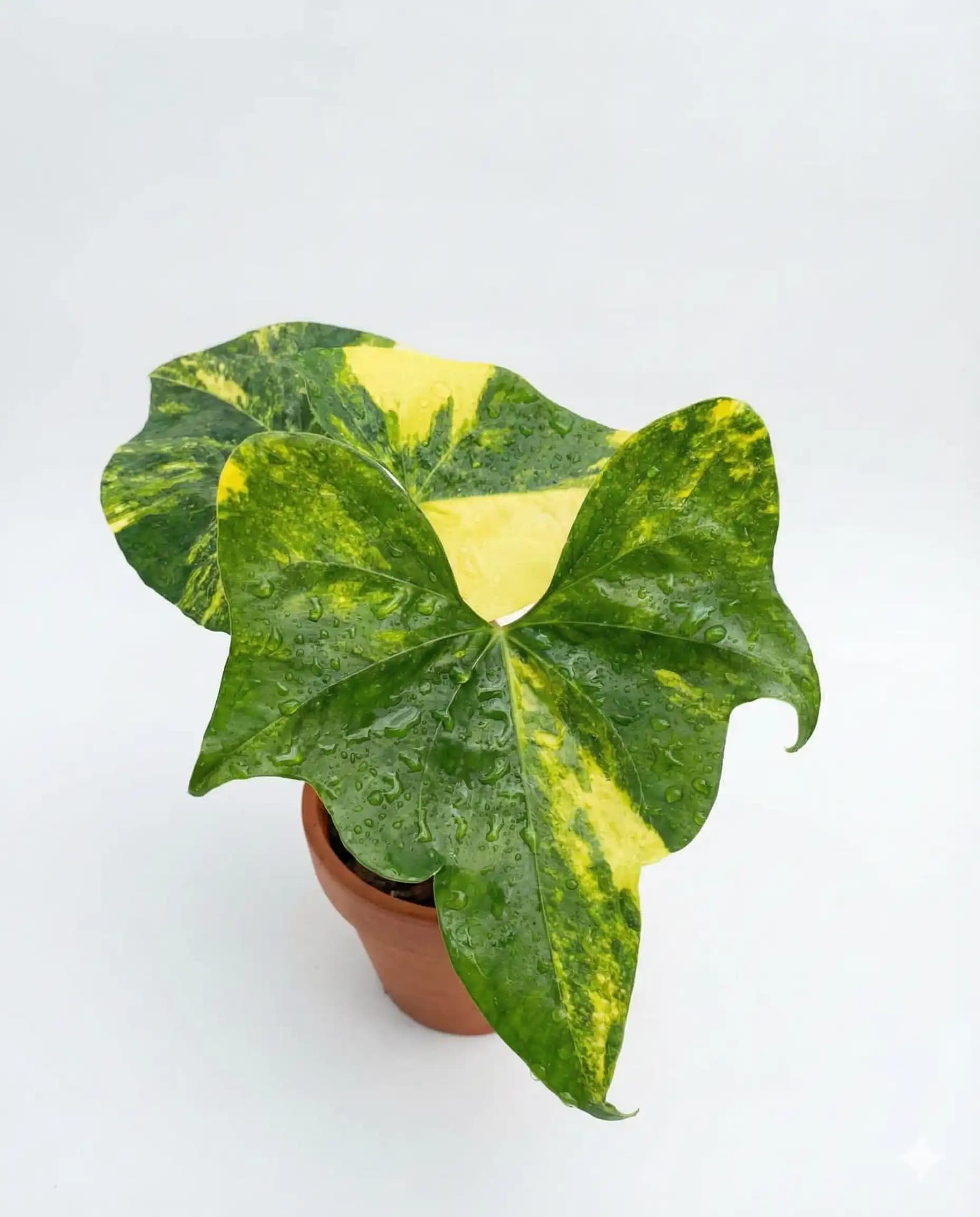 Anthurium Pterodactyl Variegated