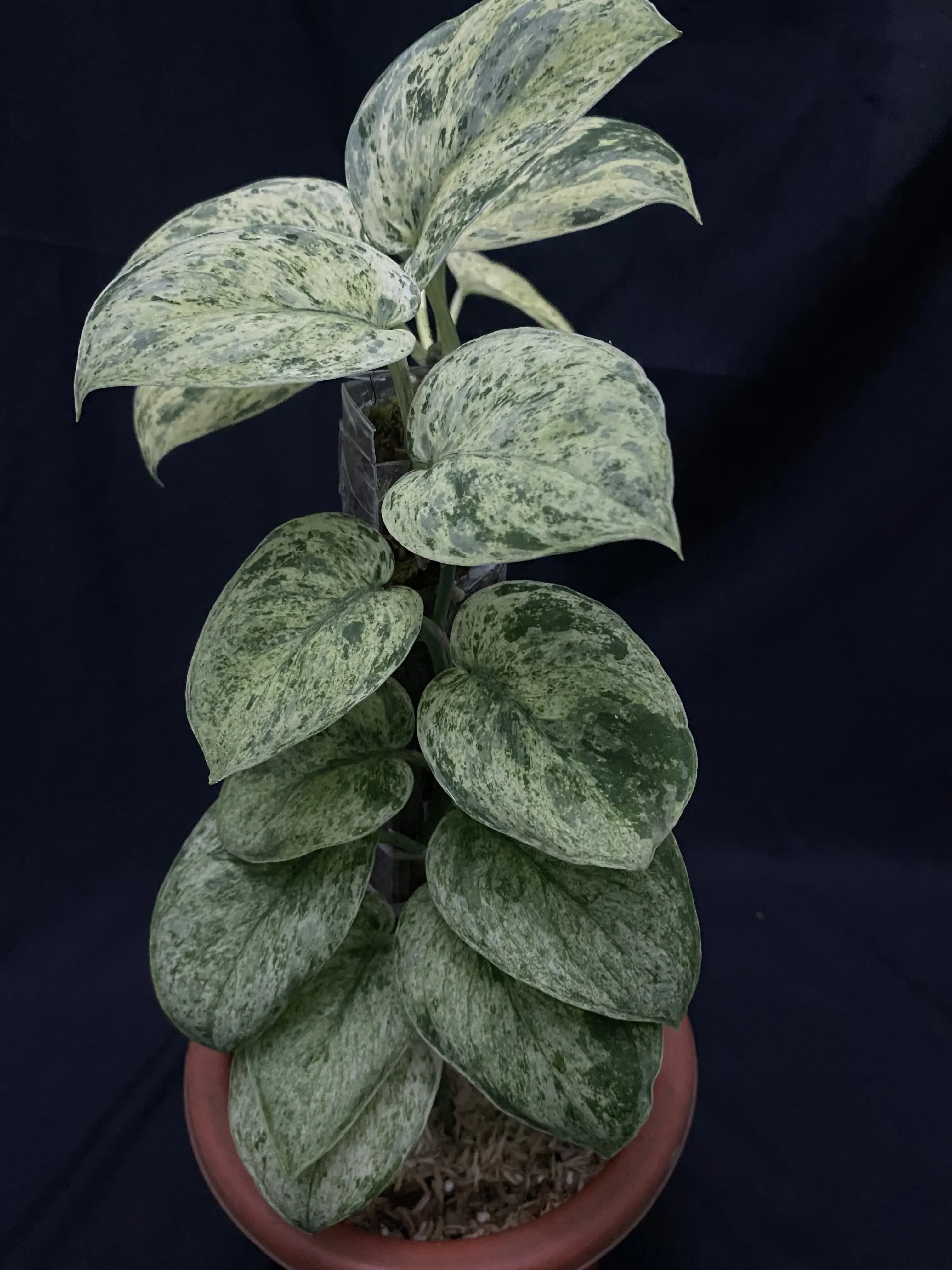 Scindapsus Cream Brule thumbnail 3