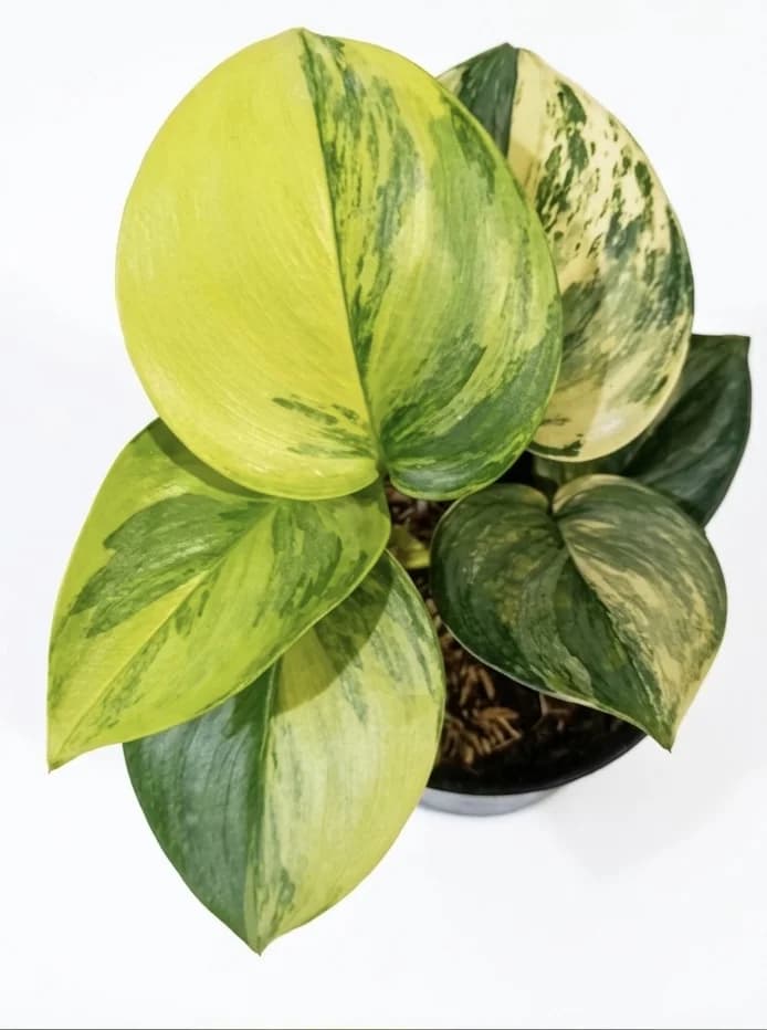 Scindapsus Rubicon