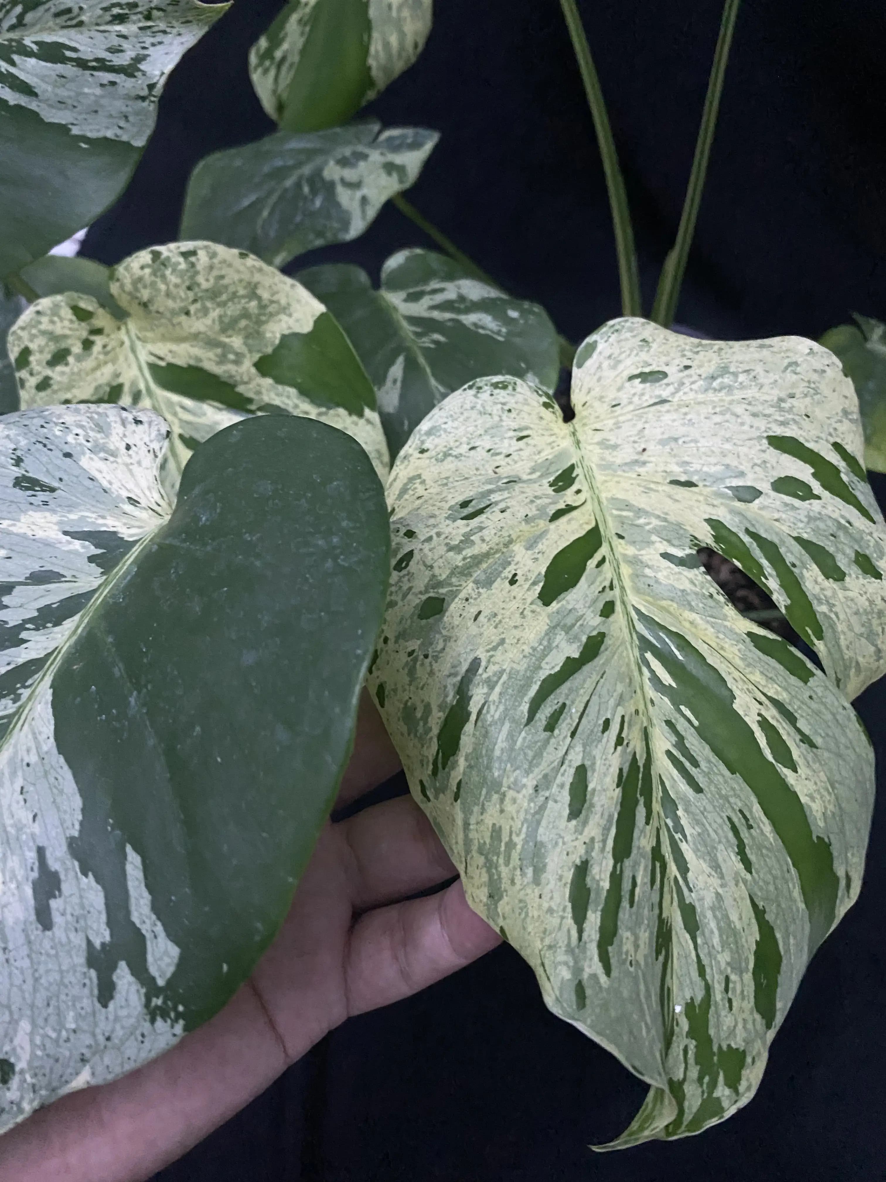 Monstera Bulbasaur thumbnail 3
