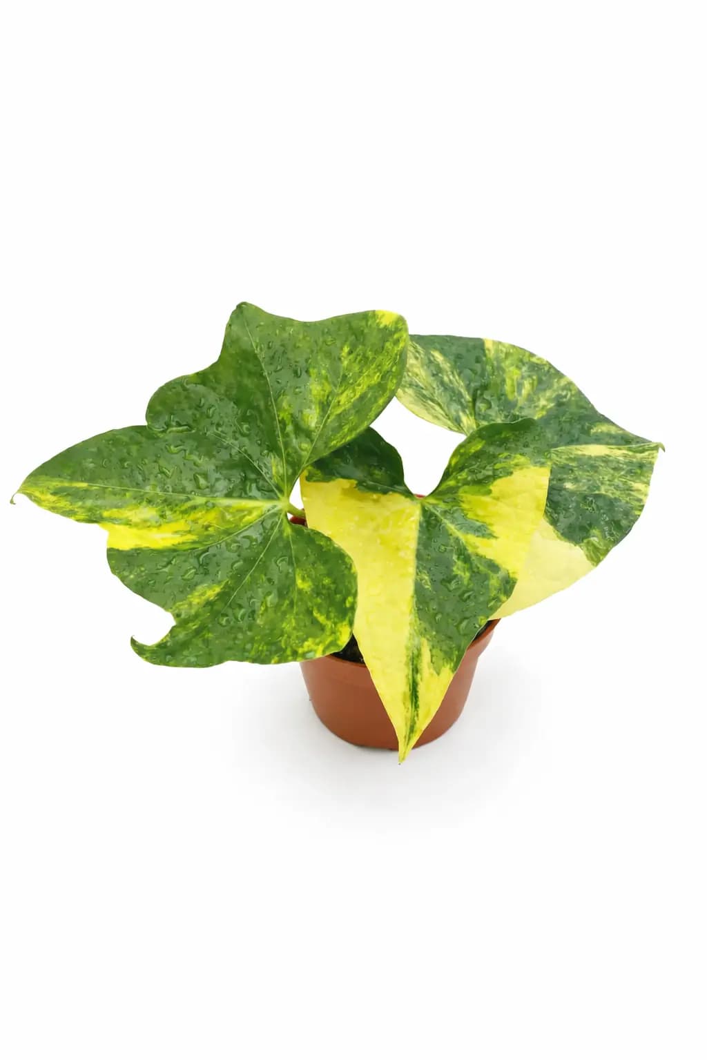 Anthurium Pterodactyl Variegated thumbnail 2