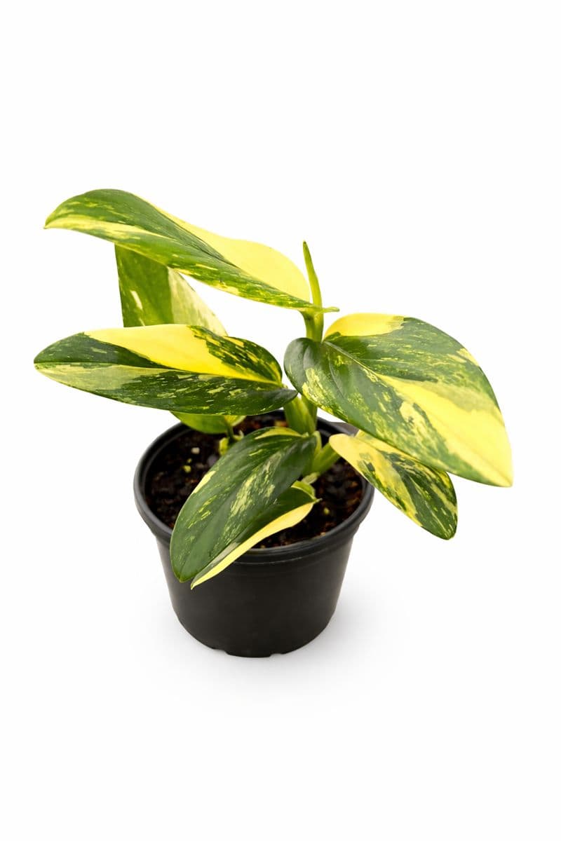 Monstera Standleyana Aurea