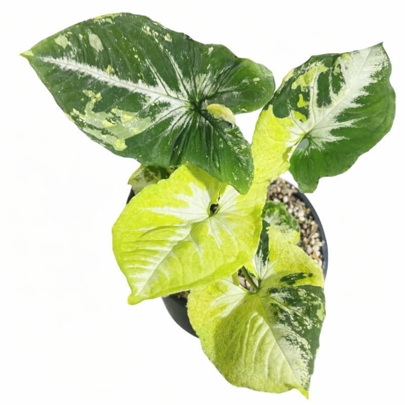 Syngonium Scrambled Eggs Variegated thumbnail 2