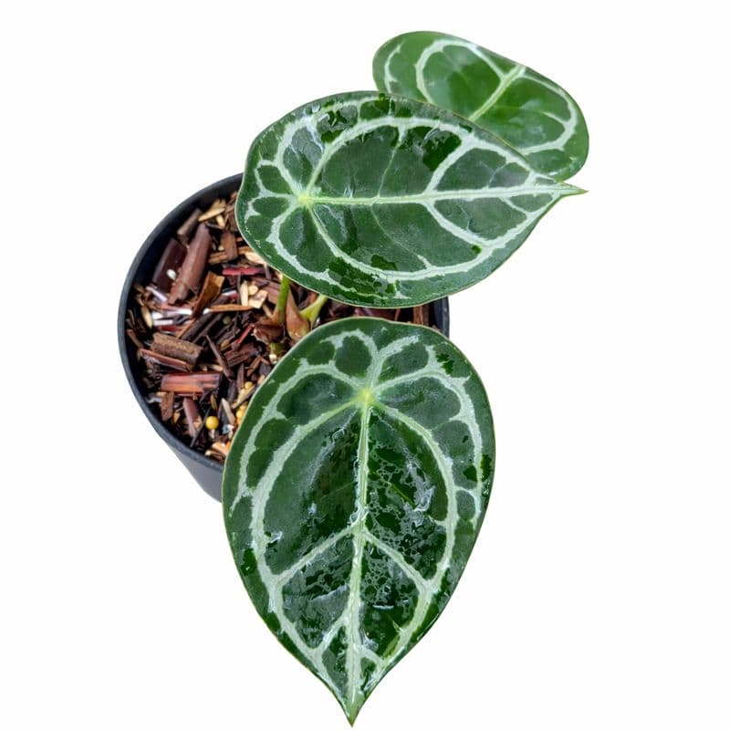 Anthurium forgetii silver