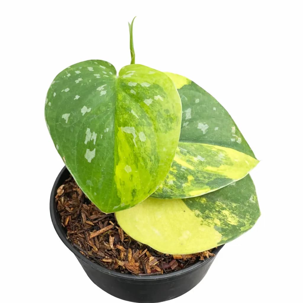 Scindapsus Argyraeus Sentarum