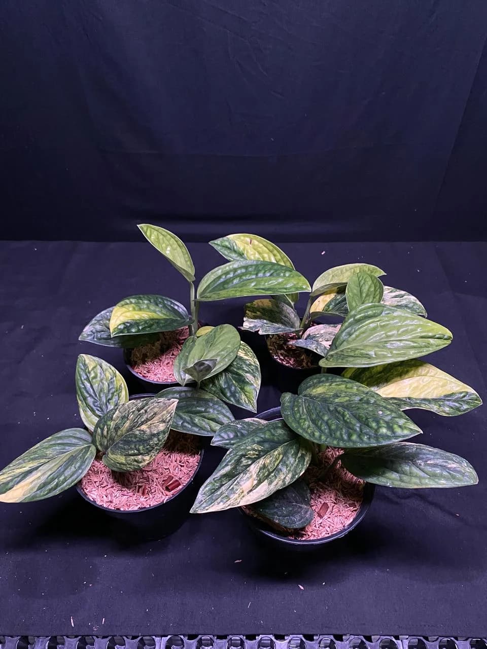 Monstera Karsteianum Peru Variegated thumbnail 3