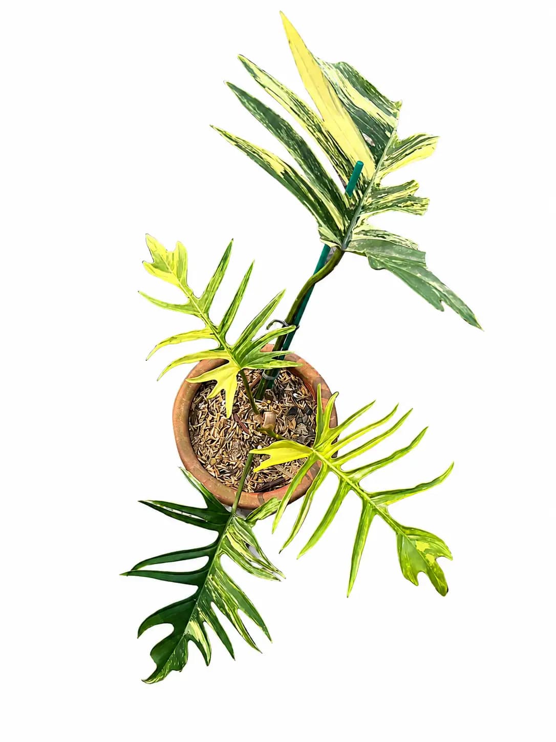 Philodendron Florida Beauty x Tortum Variegated