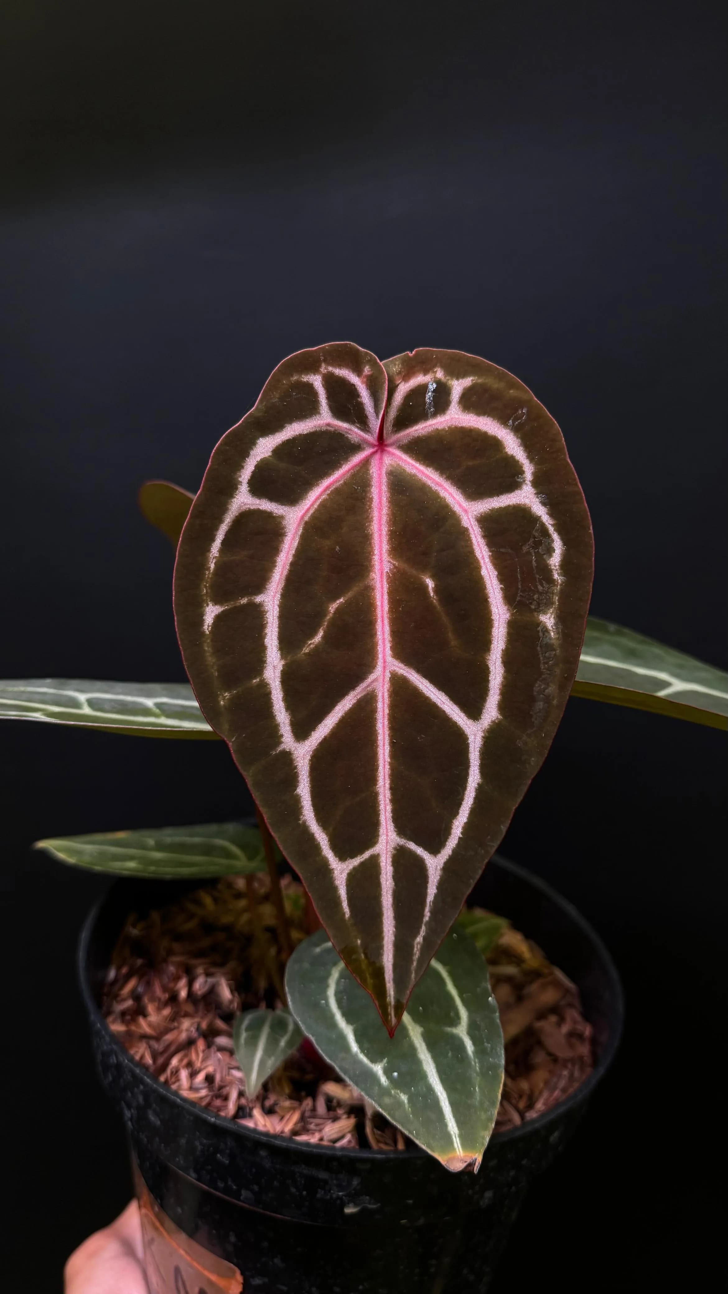 Anthurium Zara Michelle x Michelle thumbnail 2