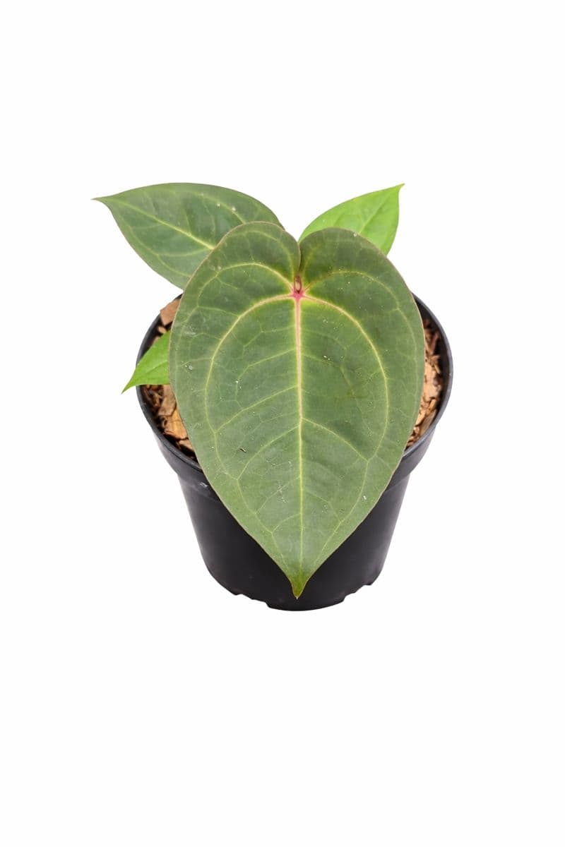 Anthurium Red Gunsal thumbnail 1