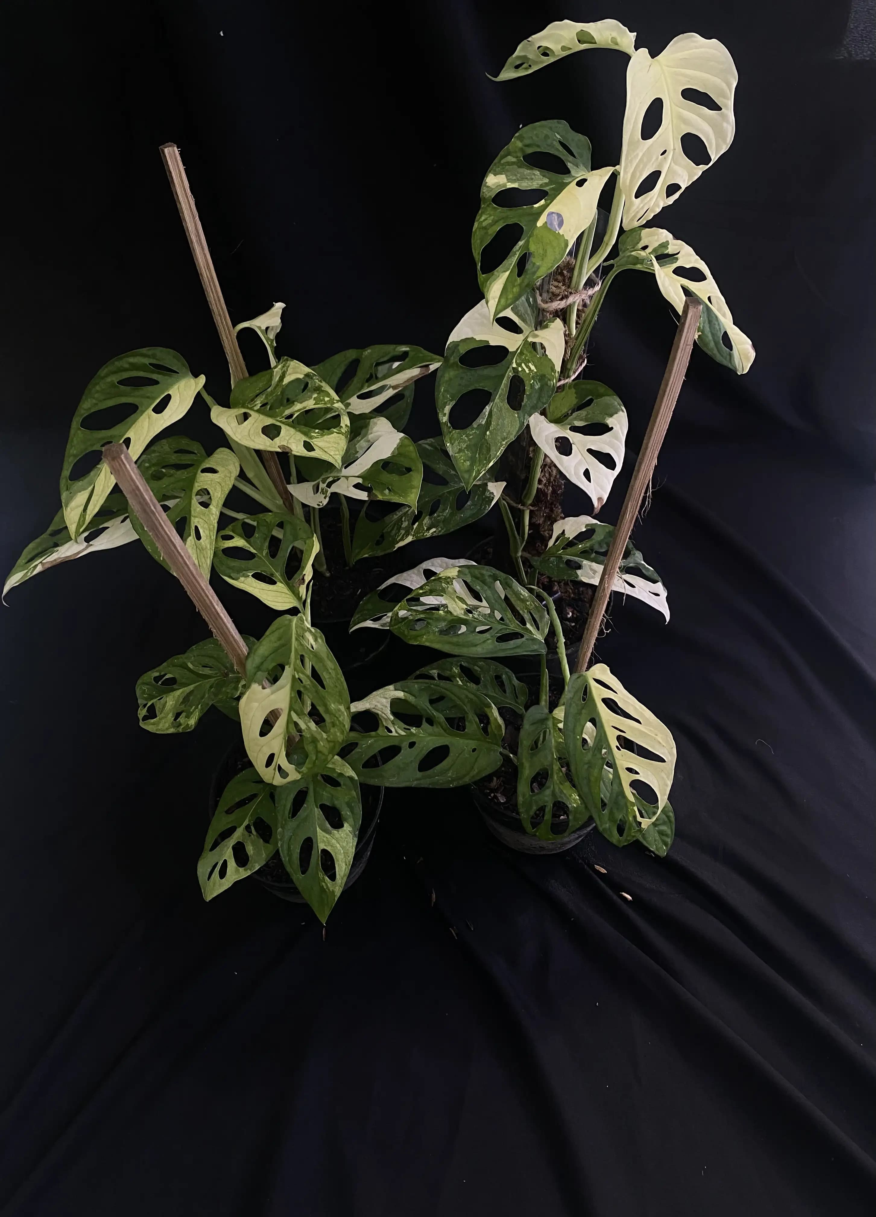 Monstera adansonii variegata | GrowWithPlant