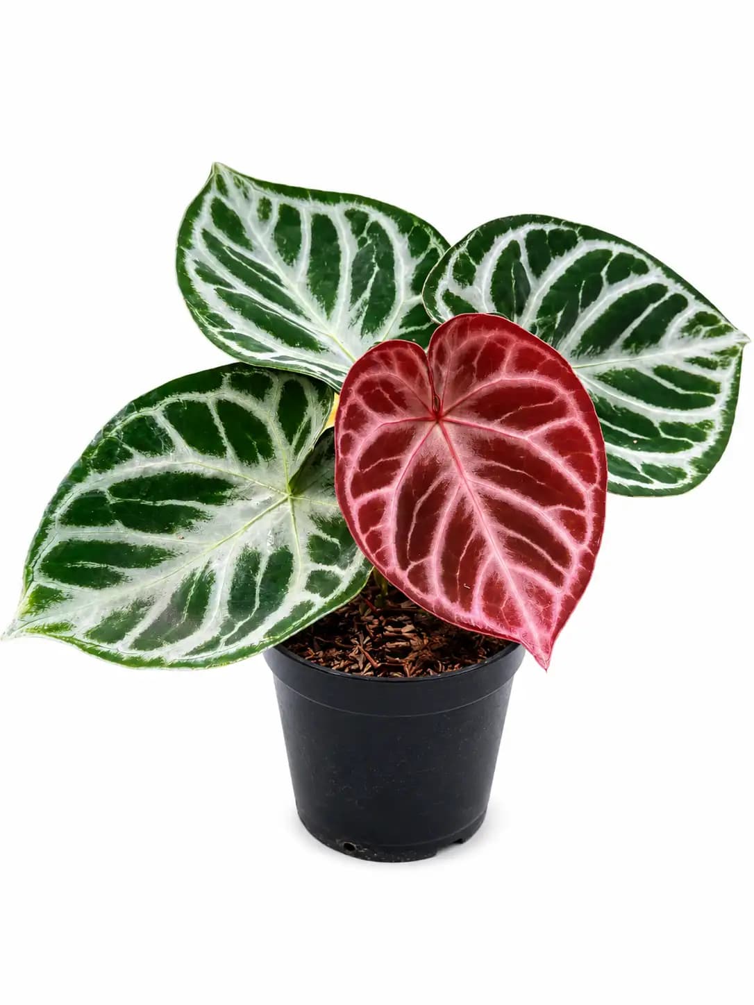 Anthurium (Dorayaki x RC) X Angel Dream | GrowWithPlant