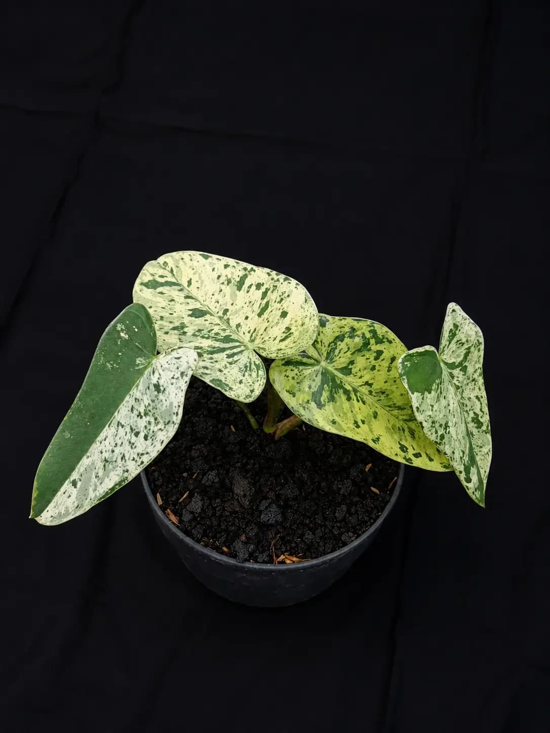 Philodendron ilsemanii variegated thumbnail 3