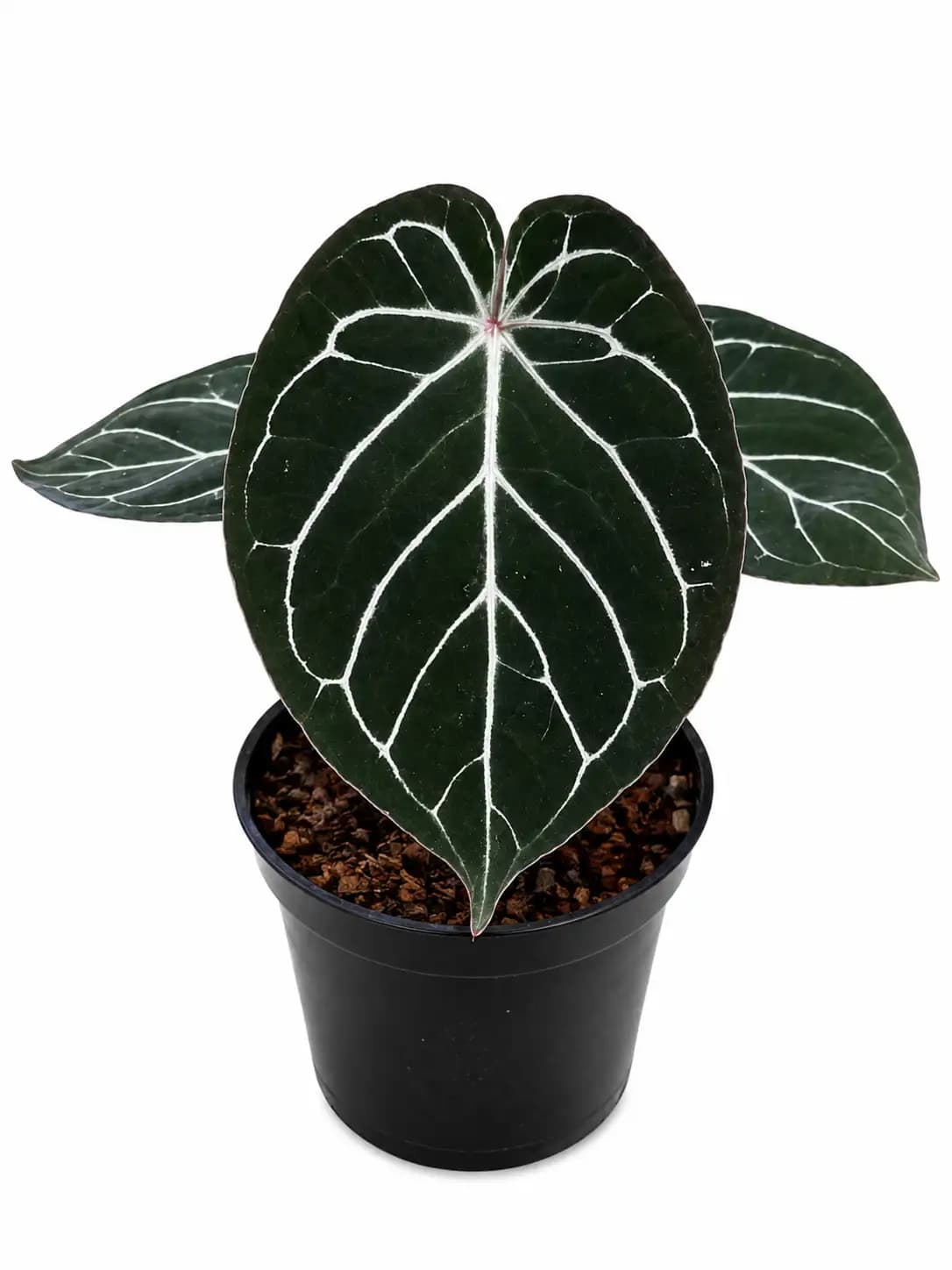 Anthurium king of spades x Black Emerald