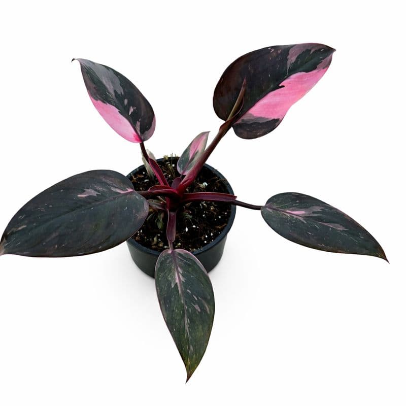 Philodendron Pink Princess thumbnail 1