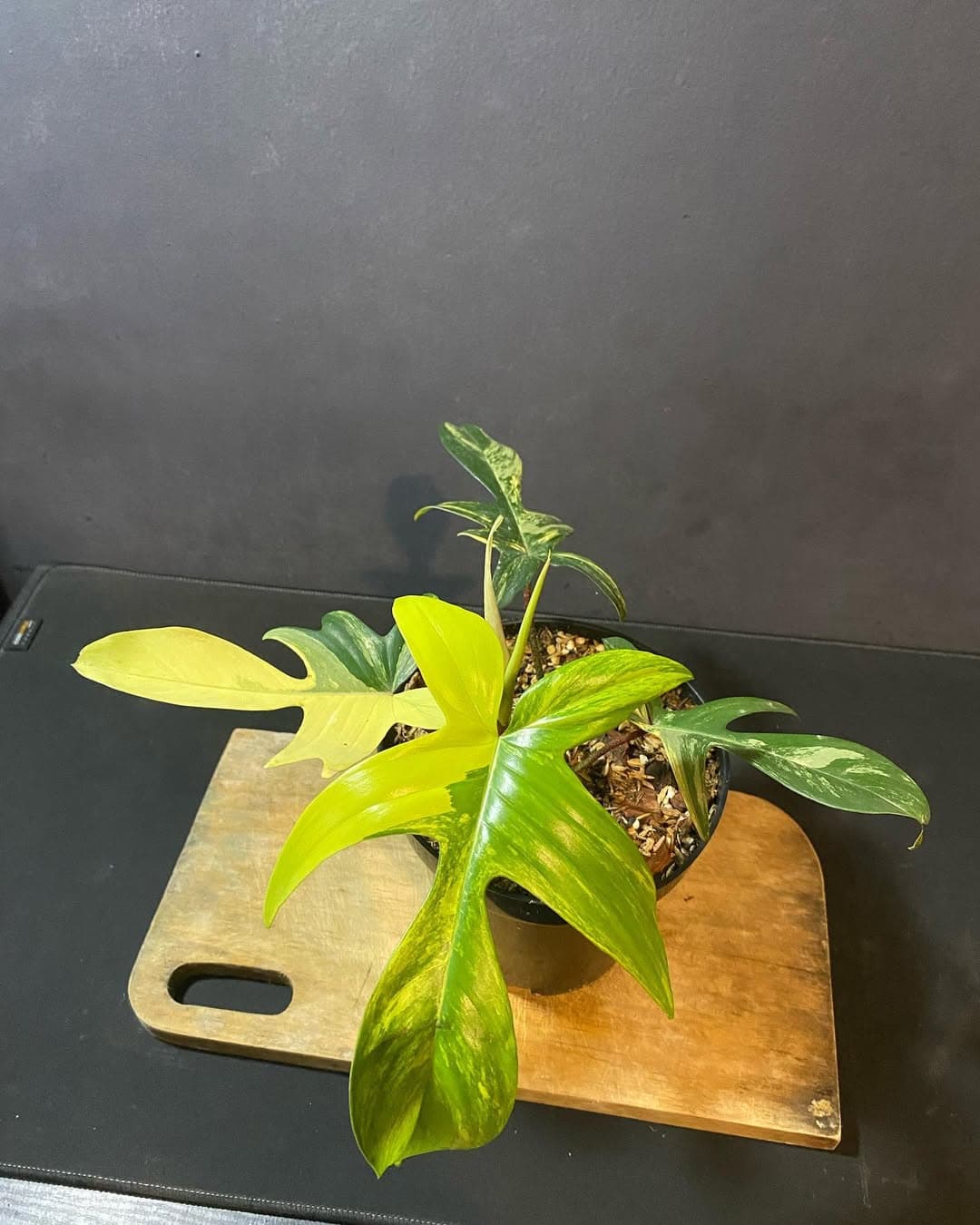 Philodendron Florida Beauty variegated thumbnail 1