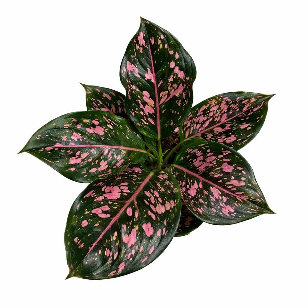 Aglaonema Pink Dalmatian | GrowWithPlant