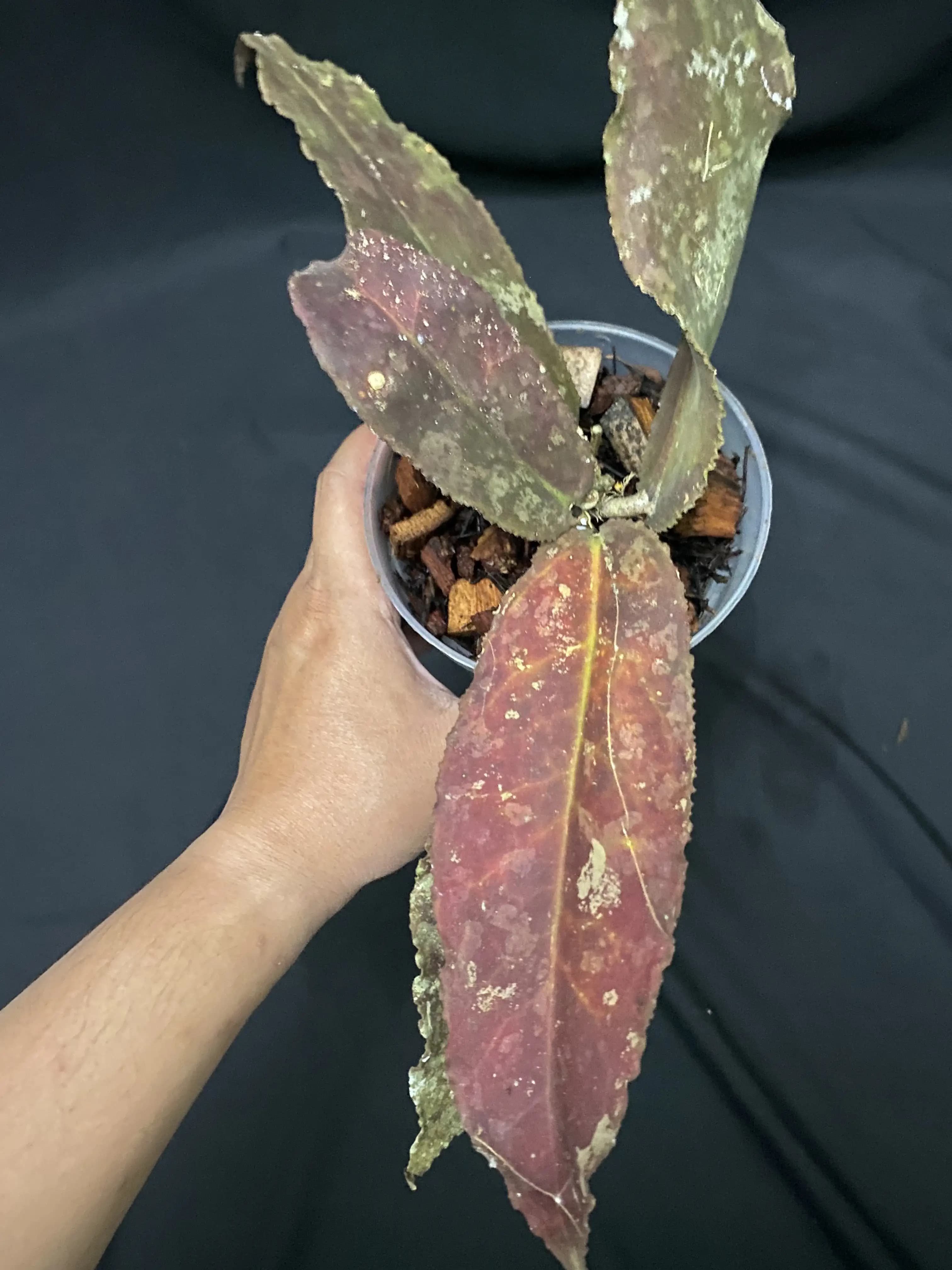 Hoya Undulata Red