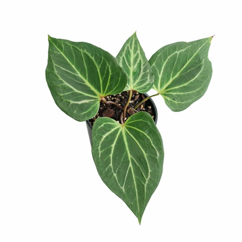 anthurium king of spades butterfly