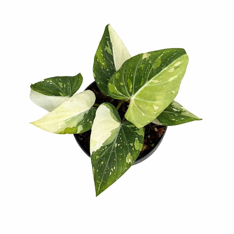 Philodendron Gloriosum Variegated thumbnail 1