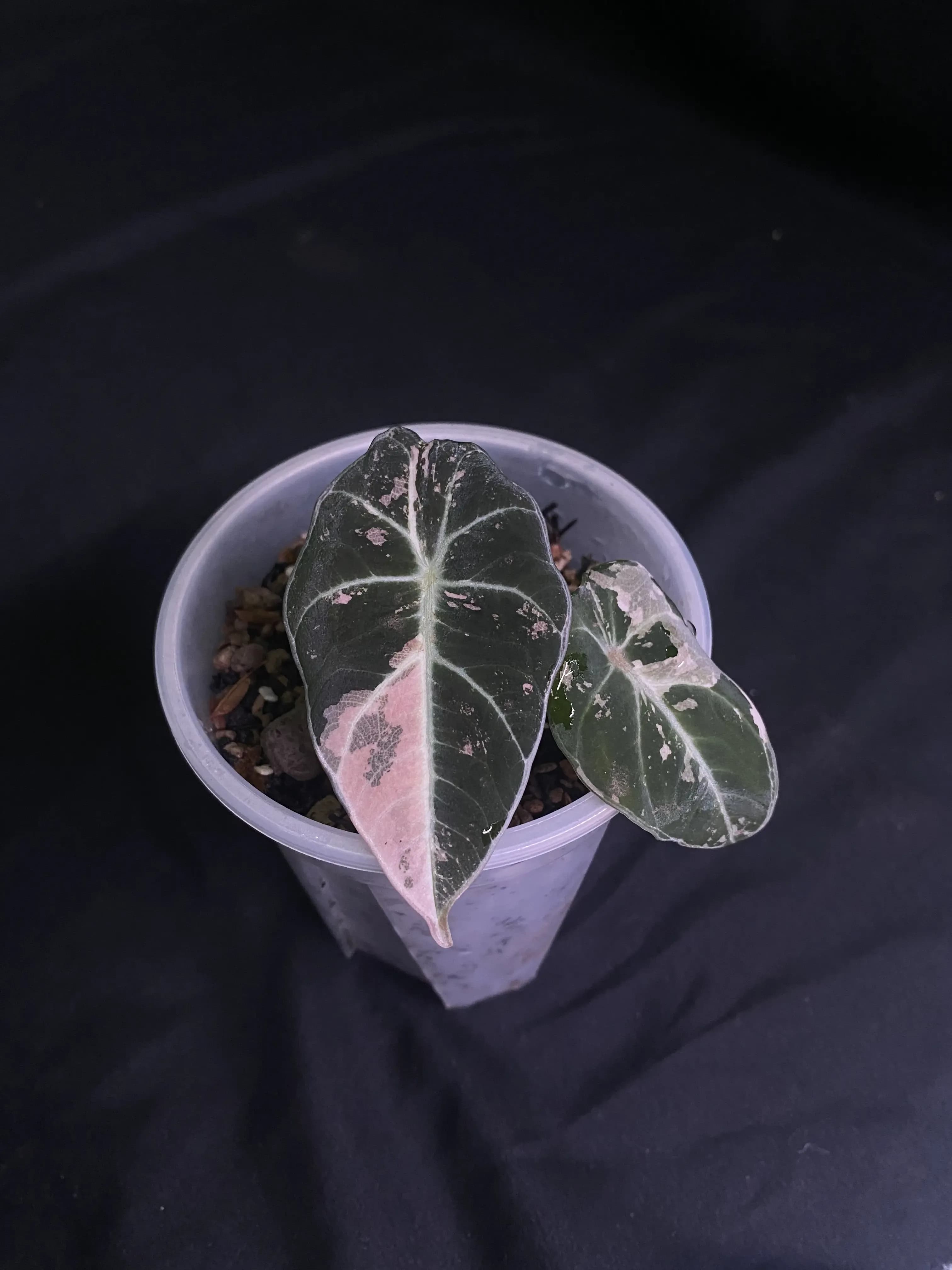 Alocasia Black Velvet Pink Variegated