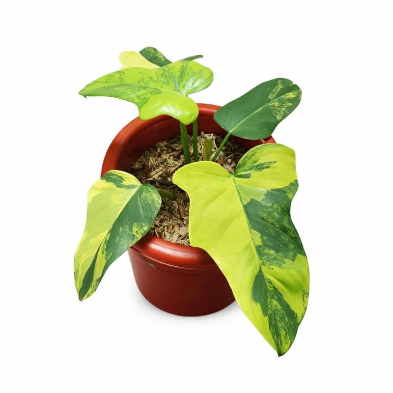 Philodendron Bipennifolium Variegated thumbnail 2