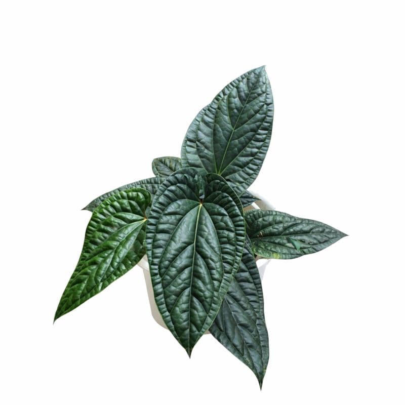 Anthurium Radicans thumbnail 1