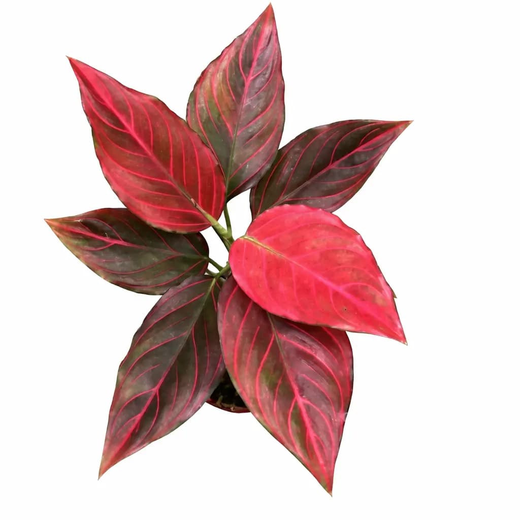 Aglaonema Red Vein thumbnail 1
