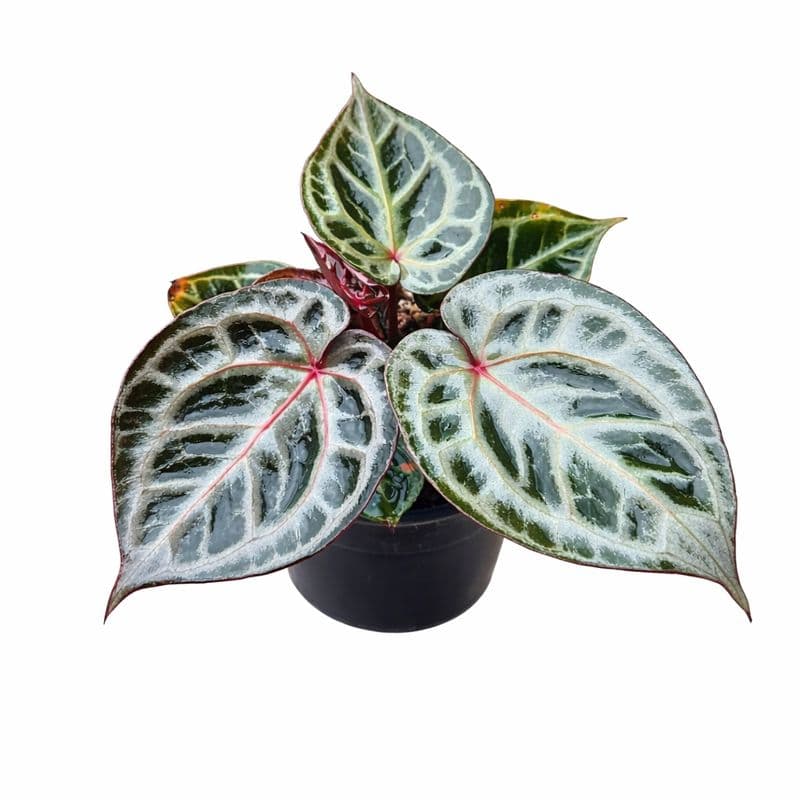 Anthurium Red Tiger