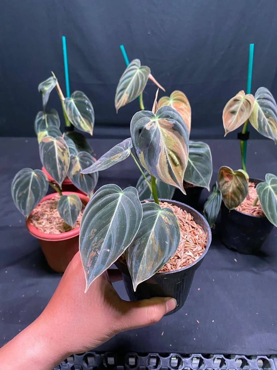 Philodendron Melanochrysum Variegated