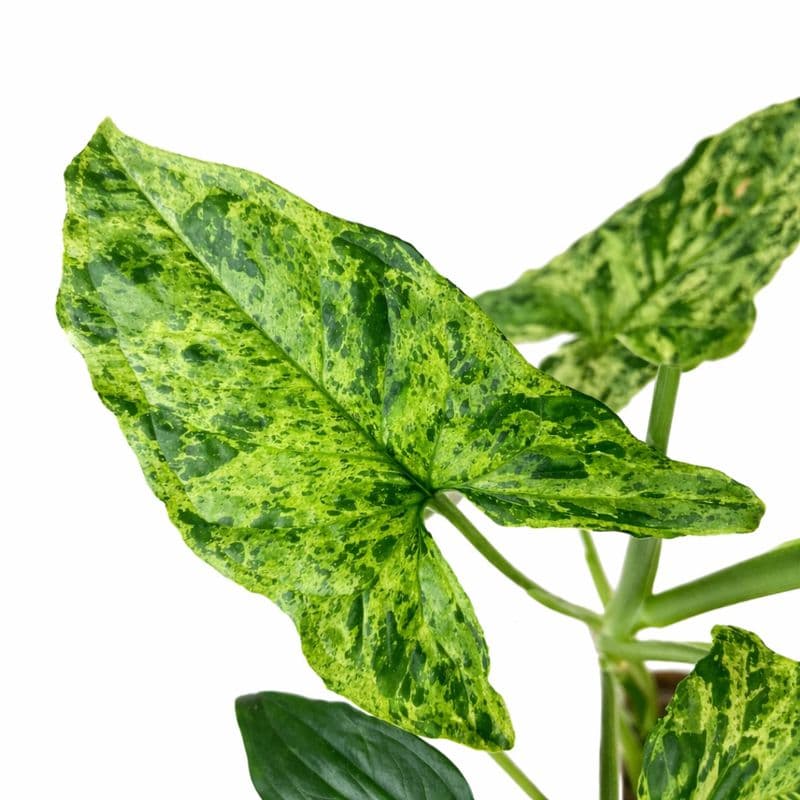 Syngonium Mojito Mottled thumbnail 2