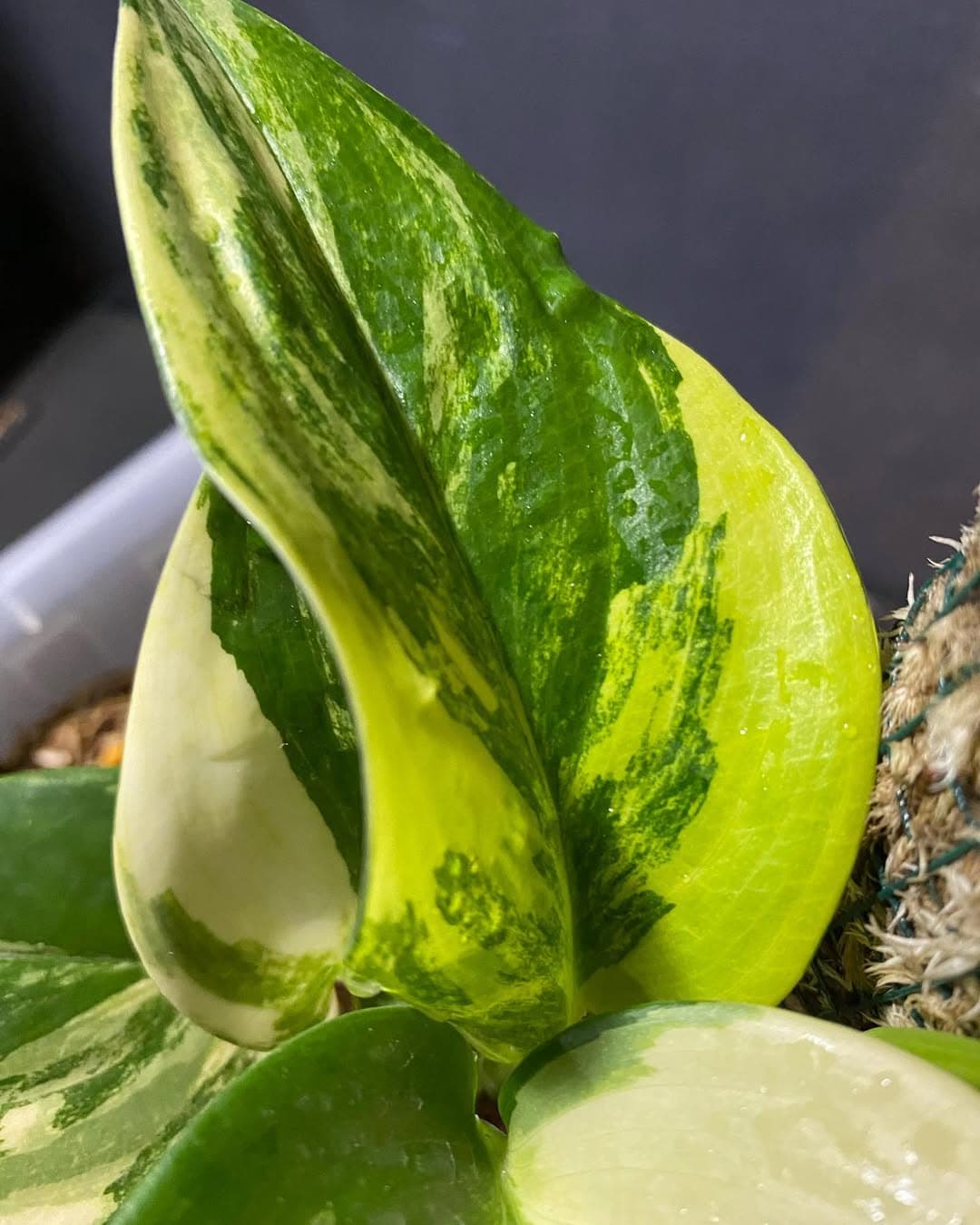 Scindapsus Treubii Aurea thumbnail 2