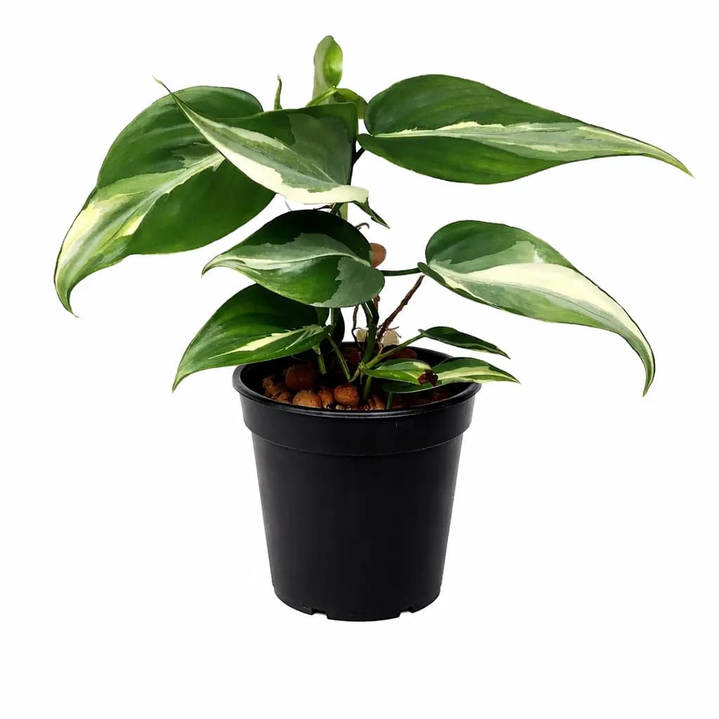 Philodendron Rio