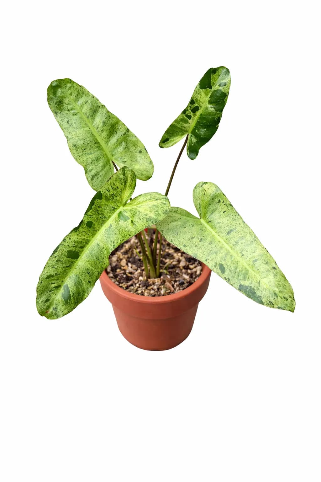 Philodendron Paraiso Verde | GrowWithPlant