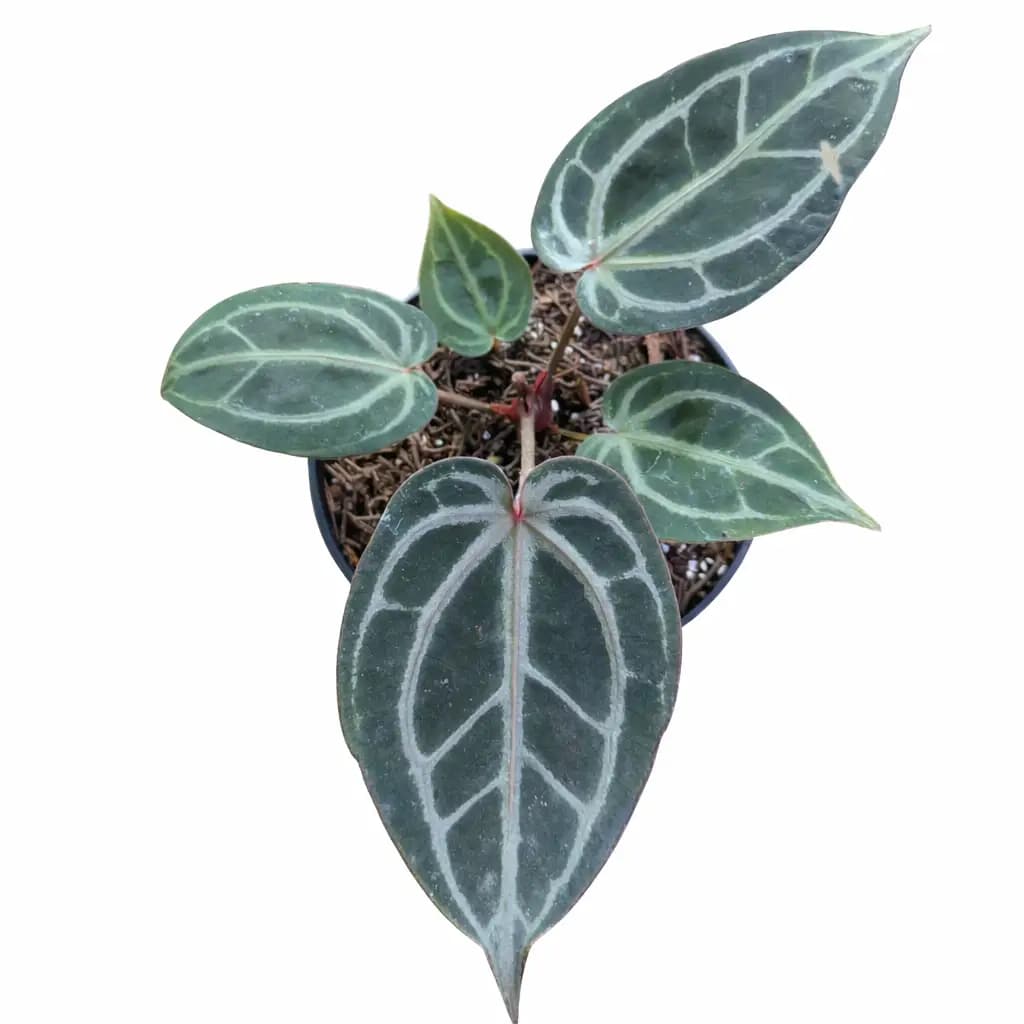 Anthurium Red Tiger thumbnail 2