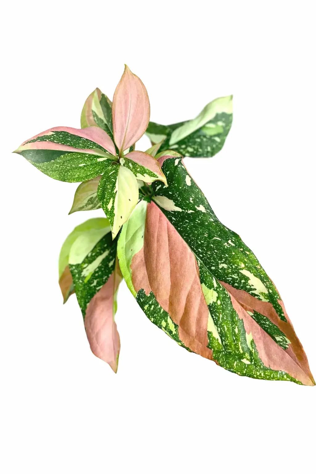 Syngonium Red Spot Tricolor thumbnail 1