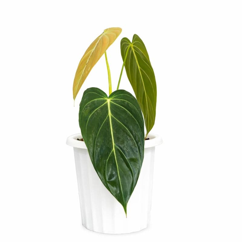 Philodendron Melanochrysum thumbnail 1