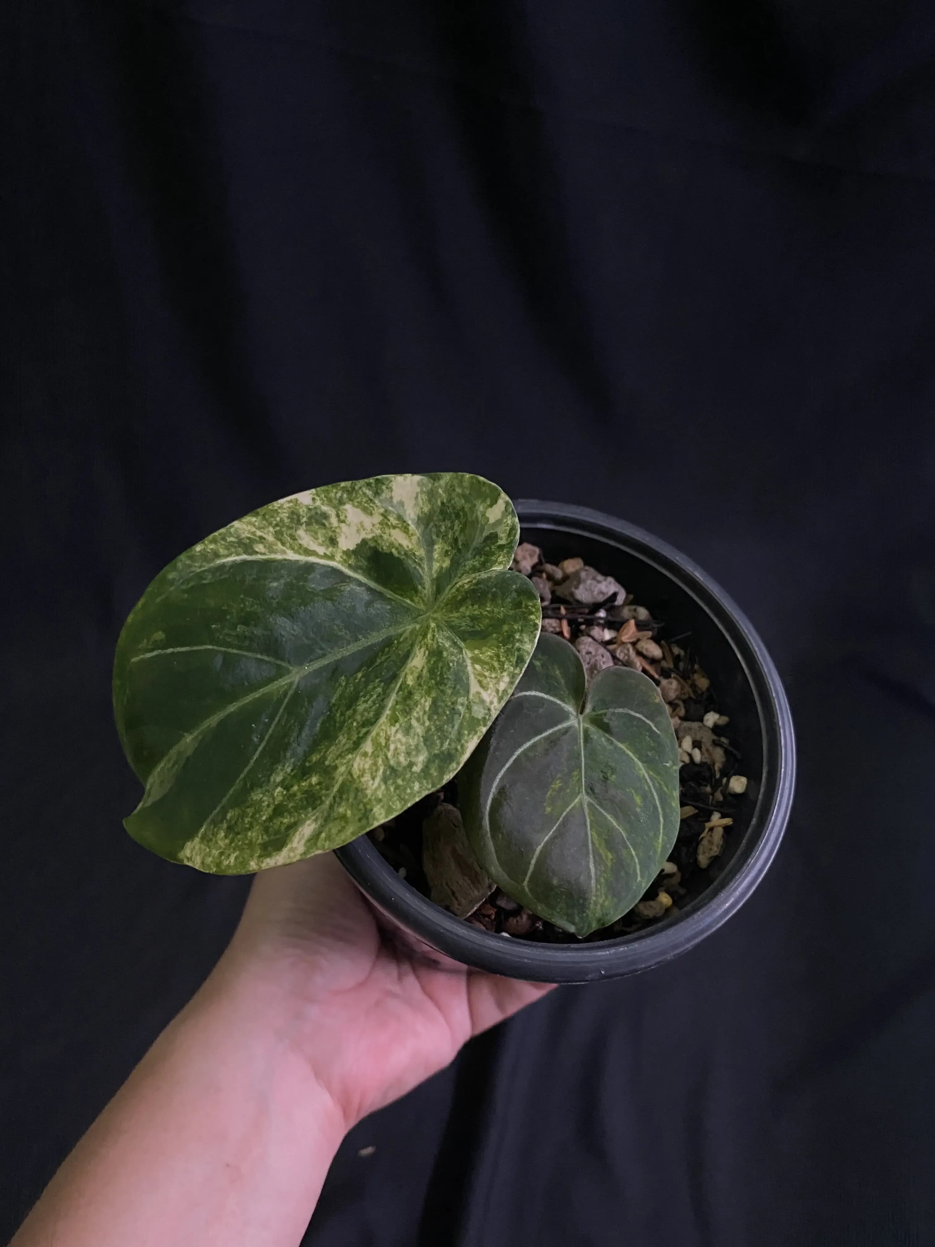 Anthurium Dressleri Variegated thumbnail 2