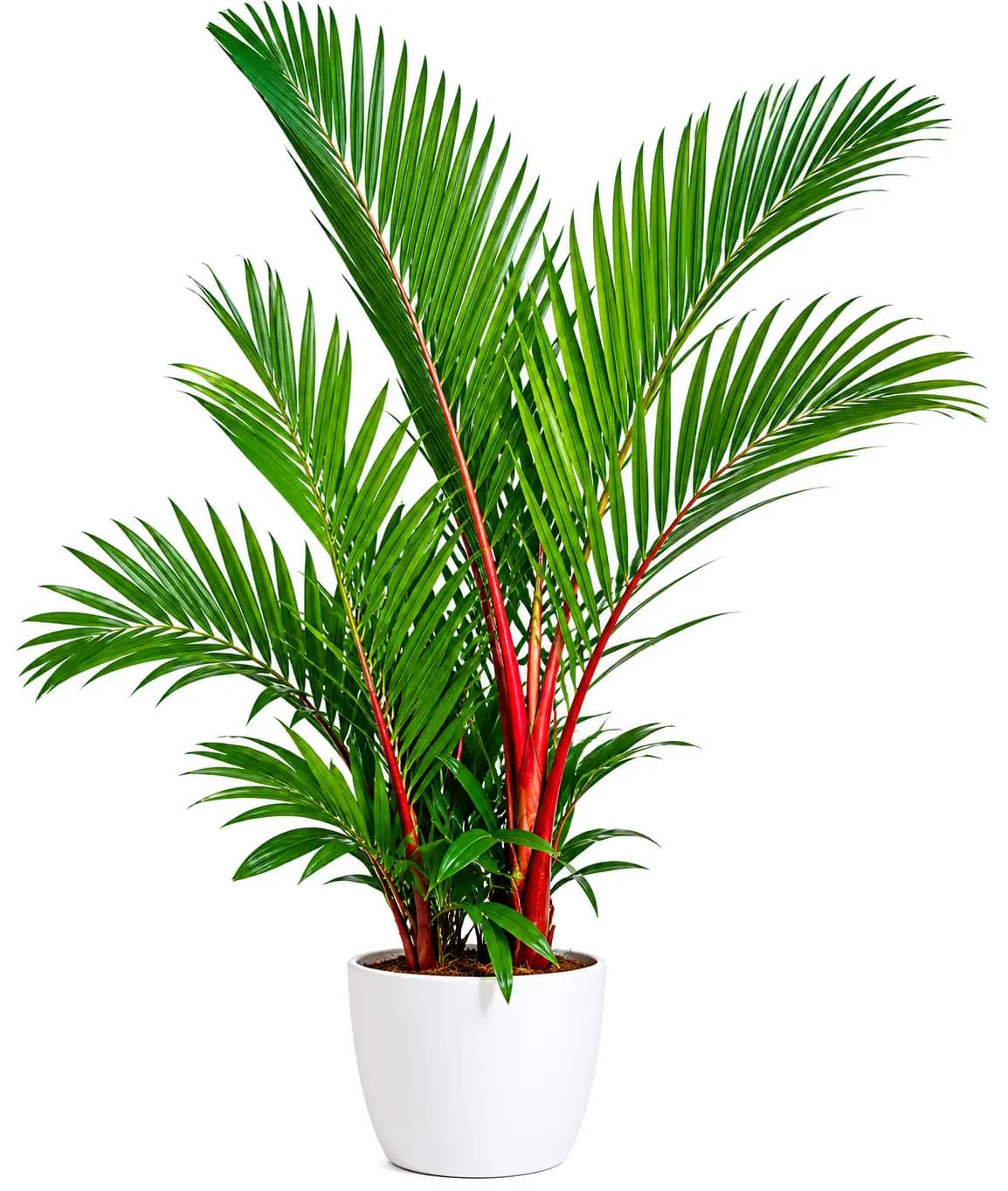 Lipstick Palm