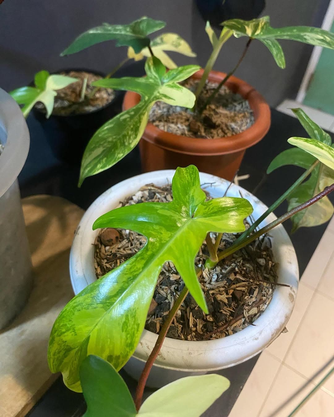 Philodendron Florida Beauty variegated thumbnail 3