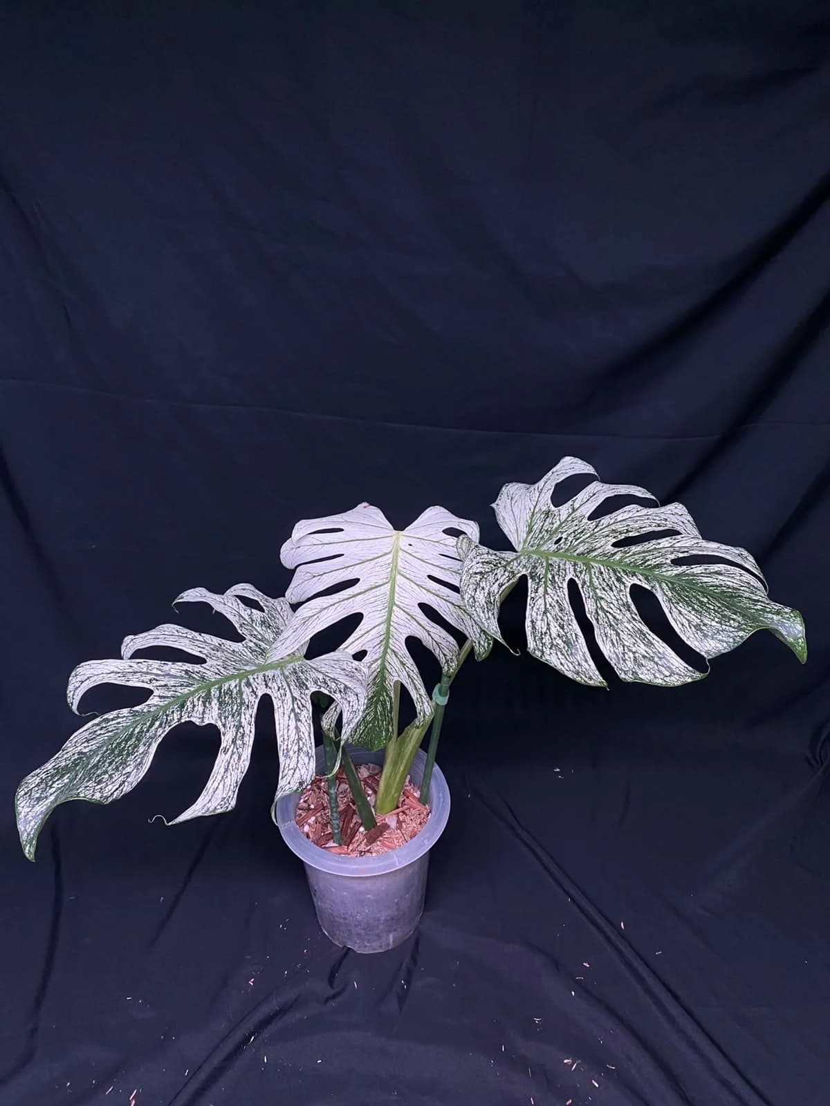 Monstera Devil Monster | GrowWithPlant